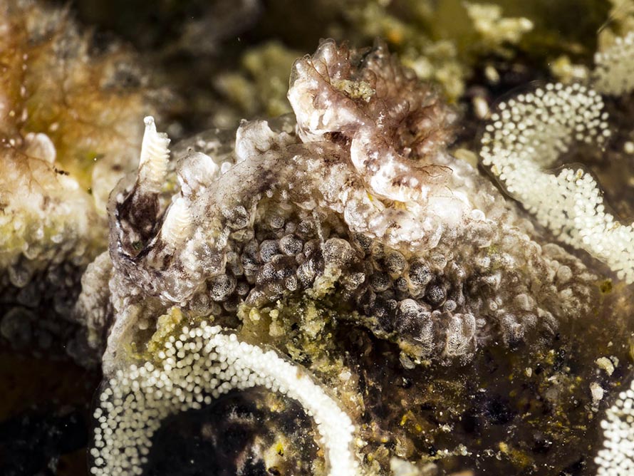 Pelagella sp. 5